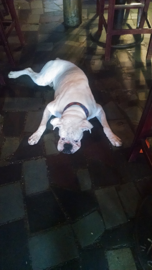 3 legged dog in a bar