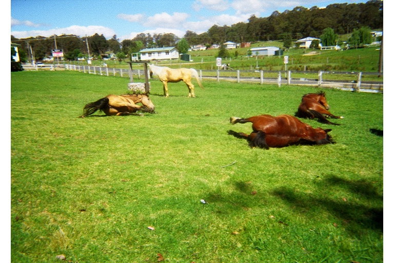 The horses were tired after a long day too