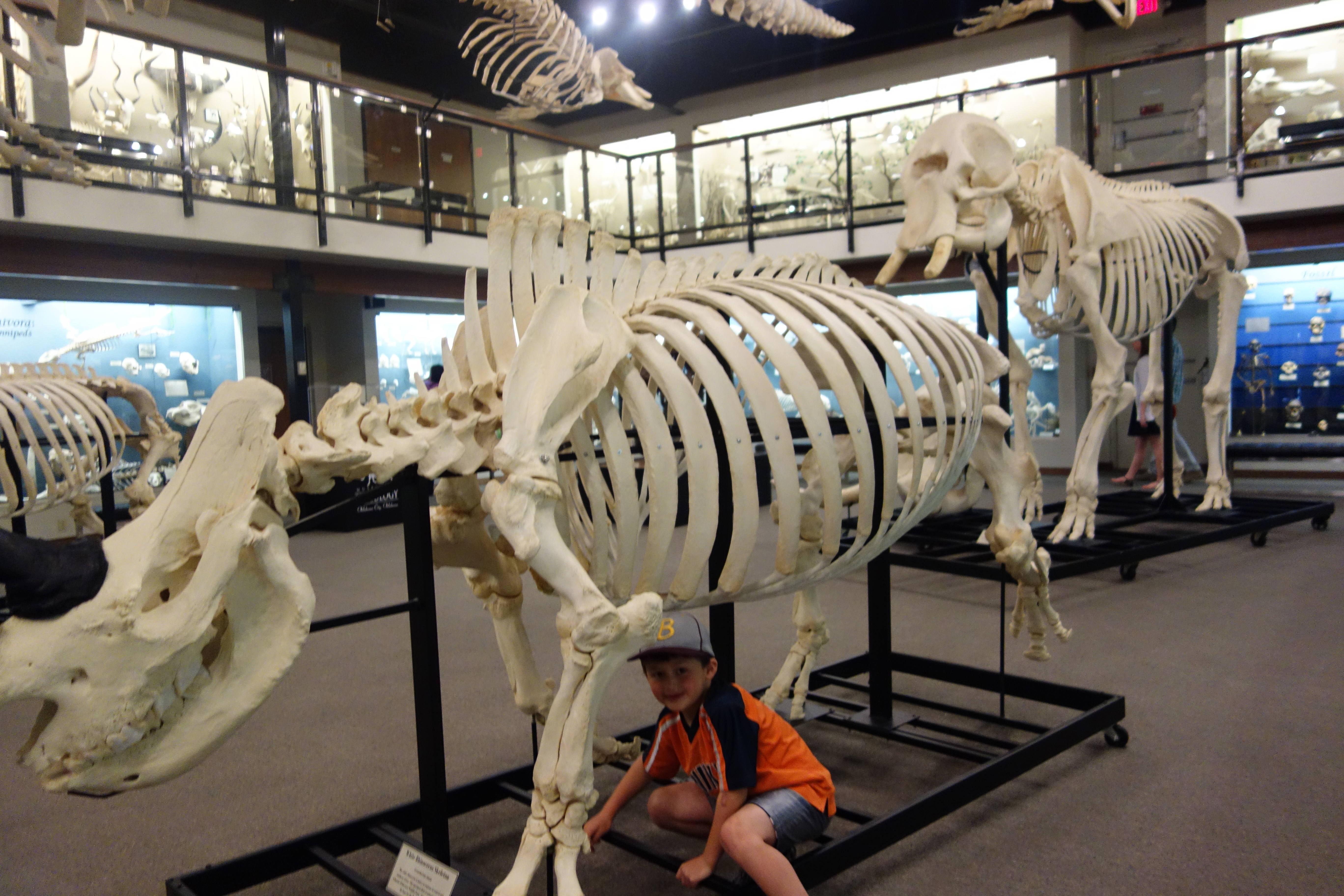 Musuem of Osteology