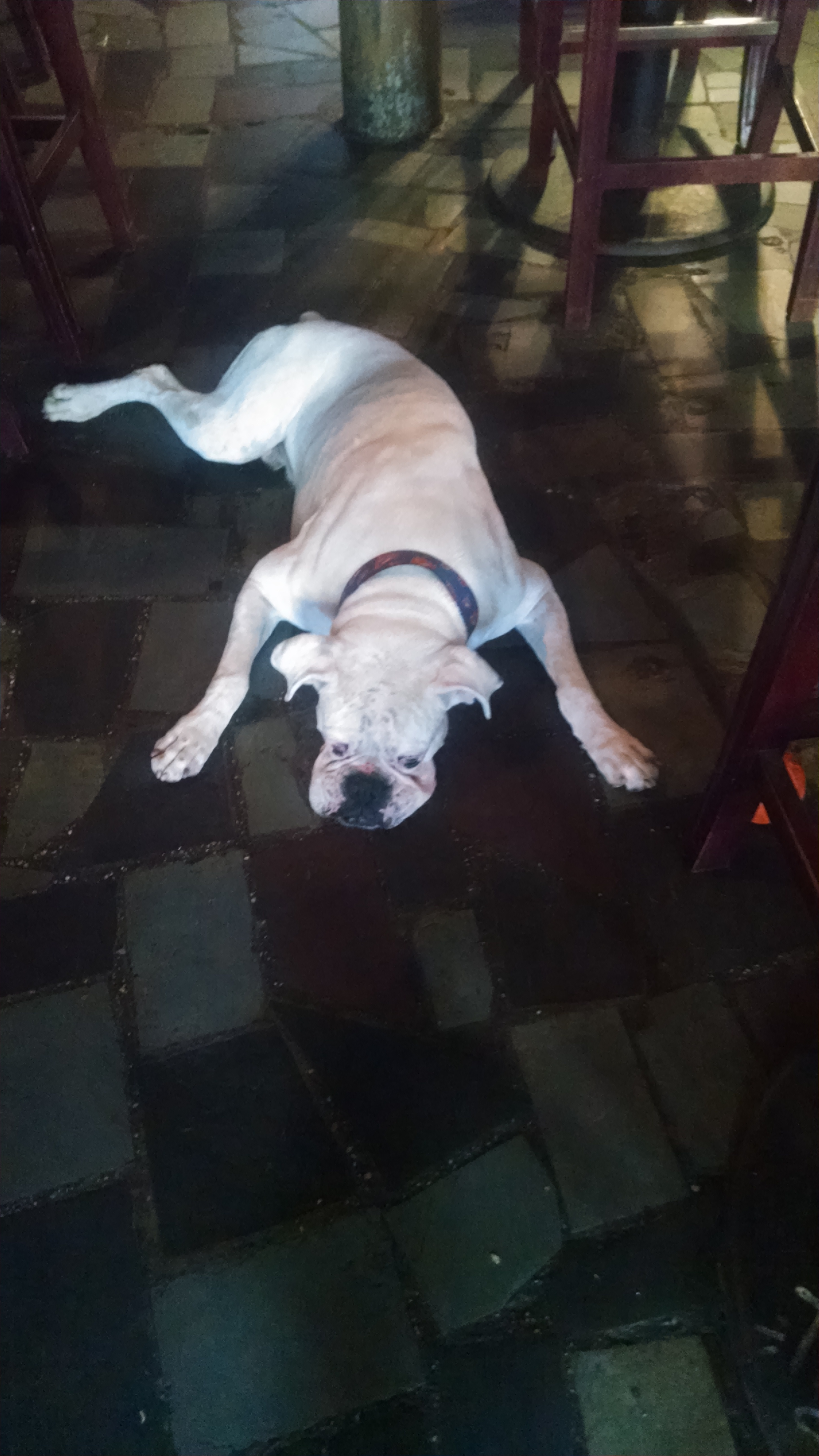 3 legged dog in a bar